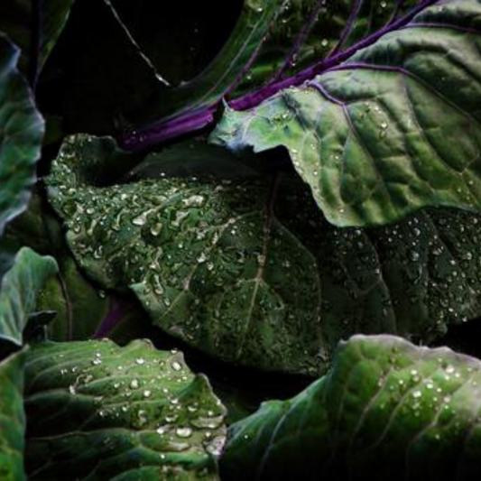 Fertility Superfoods